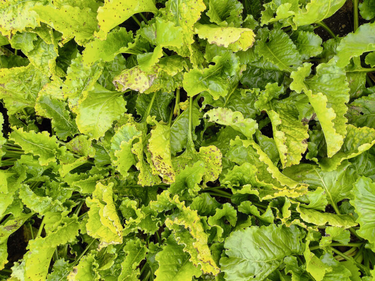 Les fermes pilotes d’expérimentation du PNRI-C en 2025