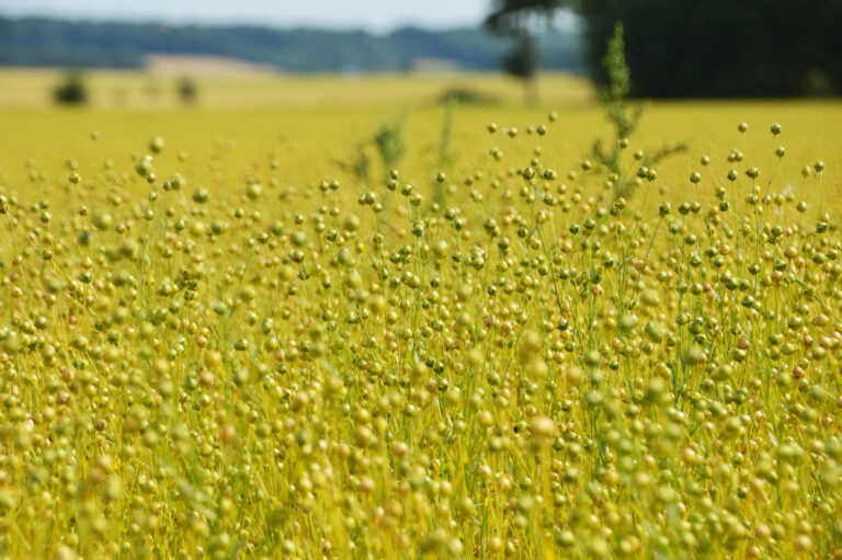 Un biocontrôle efficace désormais dans l’arsenal fongicide
