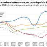 Betteraves : les surfaces européennes reculent de 7% en 2025