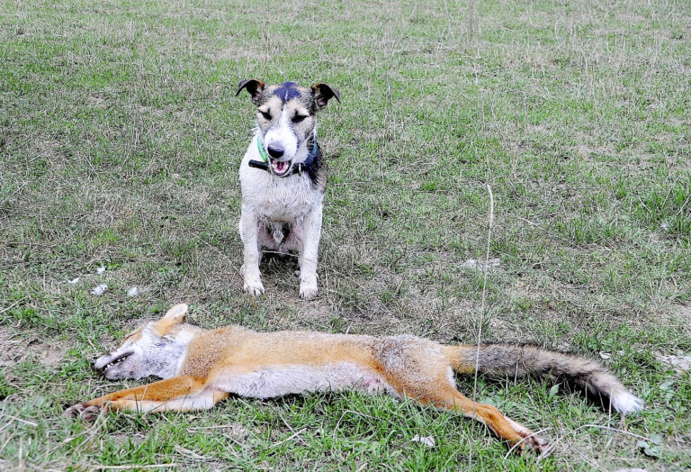 Russell : le terrier du bon dieu