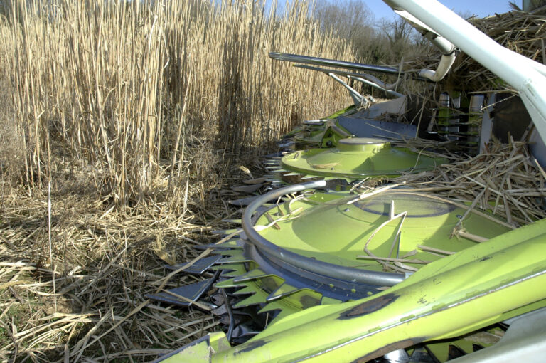Le miscanthus se dote d'une interprofession