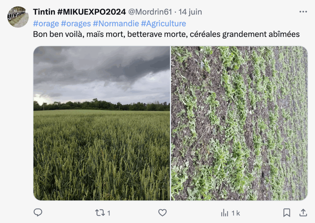 Le héron cendré, sentinelle immobile 1 Le héron cendré, sentinelle immobile