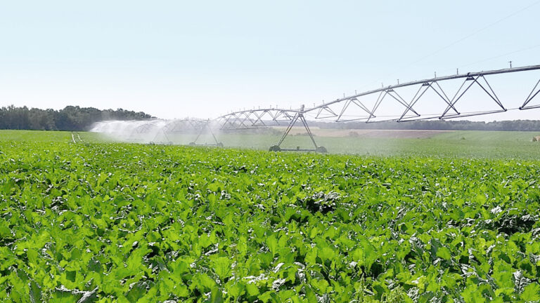 Irriguer ses betteraves au bon moment