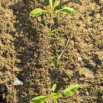 Connaître la biologie des adventices est primordial pour le désherbage mécanique 1 Connaître la biologie des adventices est primordial pour le désherbage mécanique