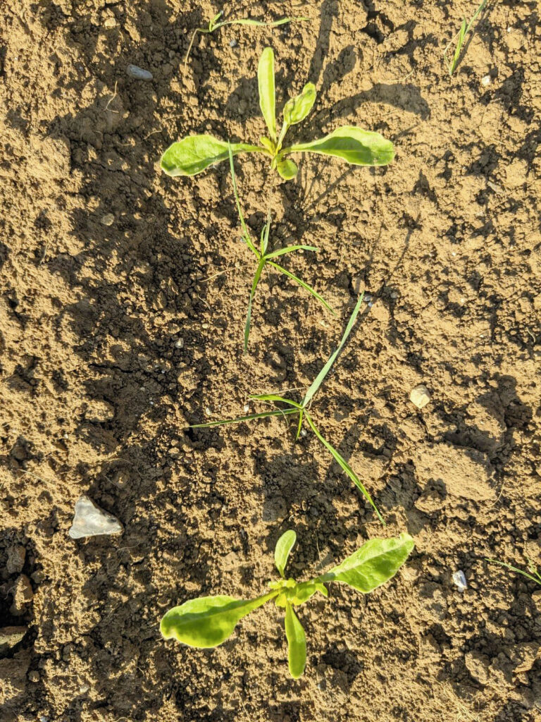 Connaître la biologie des adventices est primordial pour le désherbage mécanique