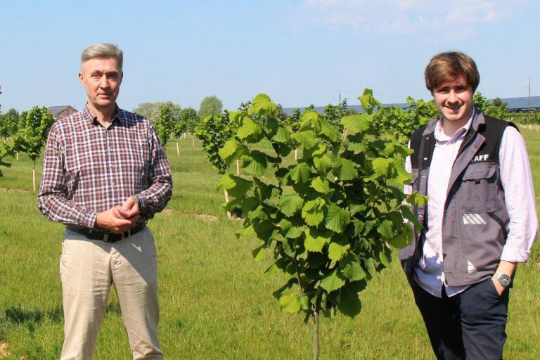 Un verger de noisetiers près des betteraves