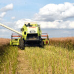 Terres Inovia ajuste ses recommandations face aux ravageurs