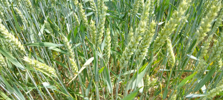 Une culture bas niveau d’intrants très convoitée