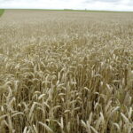 Bayer lance son programme fongicide à prix fixe