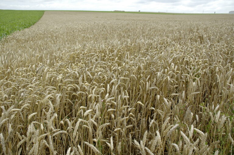 Bayer lance son programme fongicide à prix fixe