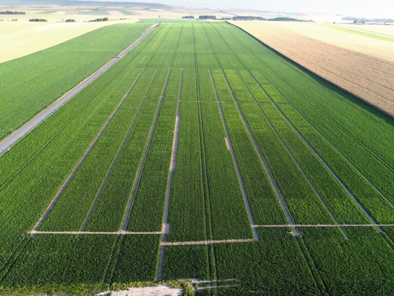 Performances variétales et conditions de culture dans le réseau ITB-SAS