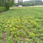 La CGB tire la sonnette d’alarme face à une flambée généralisée de la jaunisse 2 Jaunisse virale de la betterave : la CGB tire la sonnette d’alarme