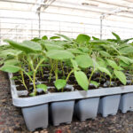 La filière de plants recrute