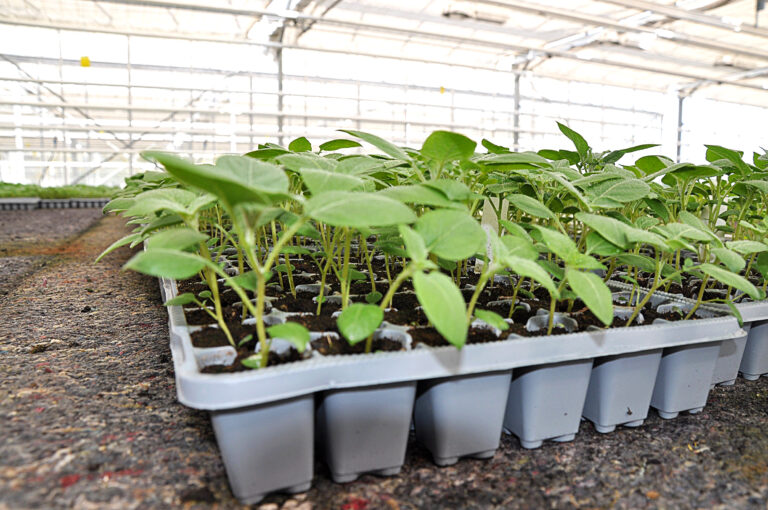 La filière de plants recrute