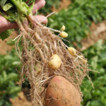 Un groupe informel des producteurs de plants 2 Un groupe informel des producteurs de plants