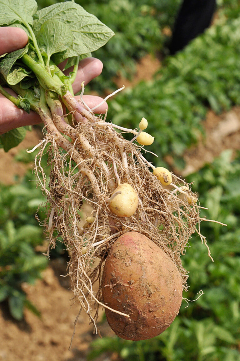 Un groupe informel des producteurs de plants