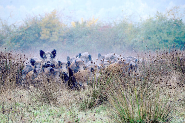 Indemnisation des dégâts agricoles : Willy Schraen hausse le ton