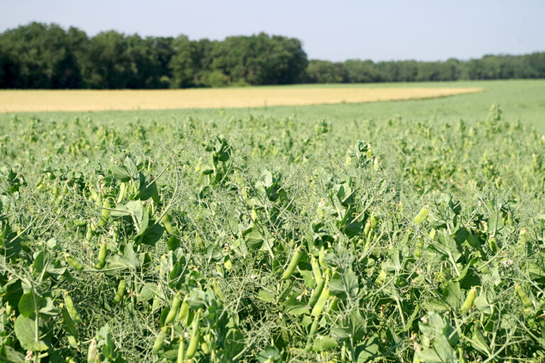 Enfin, le pois renoue avec le rendement&nbsp;!