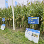 Bayer dévoile ses innovations maïs