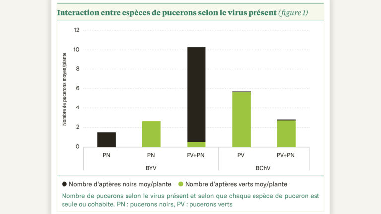 Rôle d’Aphis fabae dans la dispersion virale de la jaunisse