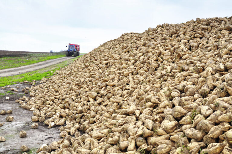 Prix des betteraves en France et en Europe pour la campagne 2024-2025