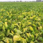 Après l’acétamipride, la betterave dans l’impasse ? 2 Après l’acétamipride, la betterave dans l’impasse ?