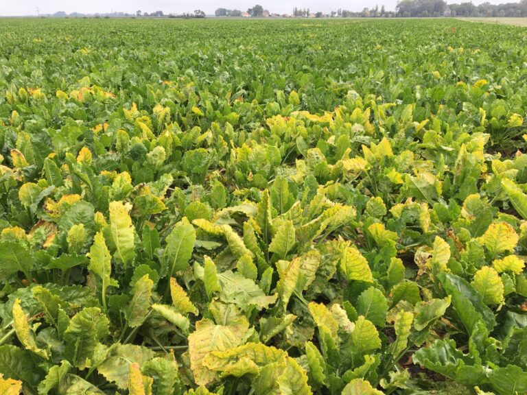 Après l’acétamipride, la betterave dans l’impasse ?