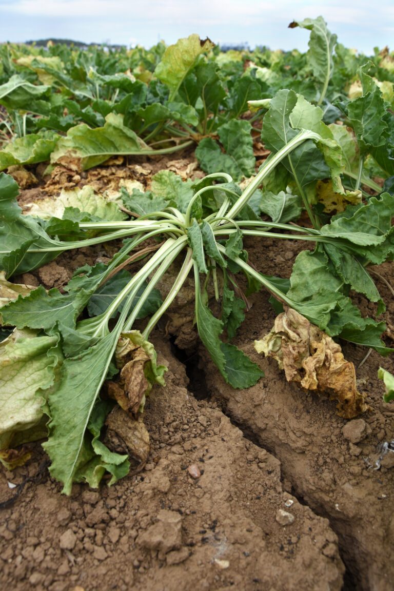 Le traitement social et fiscal des indemnisations