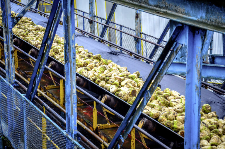 Betteraves : de forts écarts de rendement selon les régions