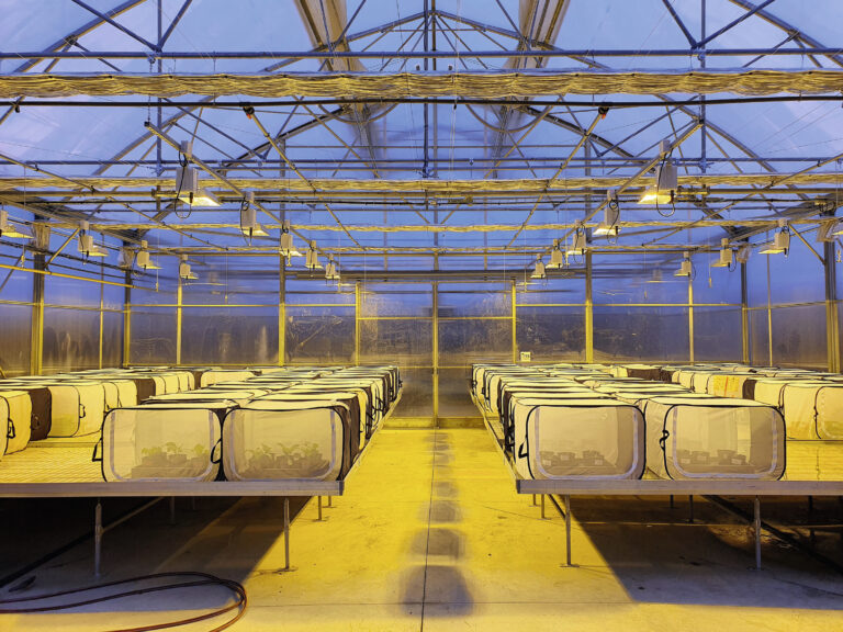 Pourquoi la lutte contre les viroses en betterave reste-t-elle un défi ?