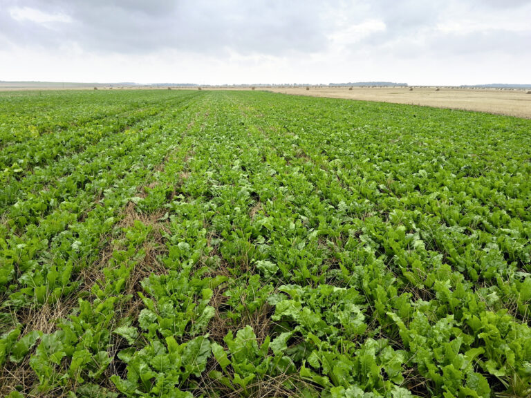 Le désherbage mécanique pour maîtriser les graminées adventices