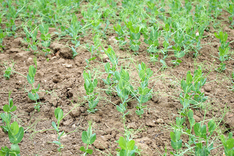 Vigilance contre le colletotrichum dès fin février