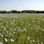 Miser sur le lin fibre d’hiver 8 Miser sur le lin fibre d’hiver