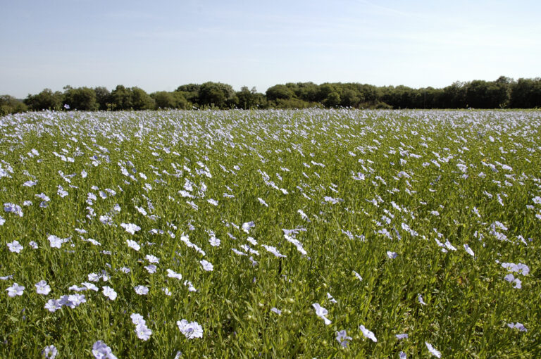 Miser sur le lin fibre d’hiver