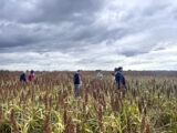 Le sorgho gagne du terrain en Europe
