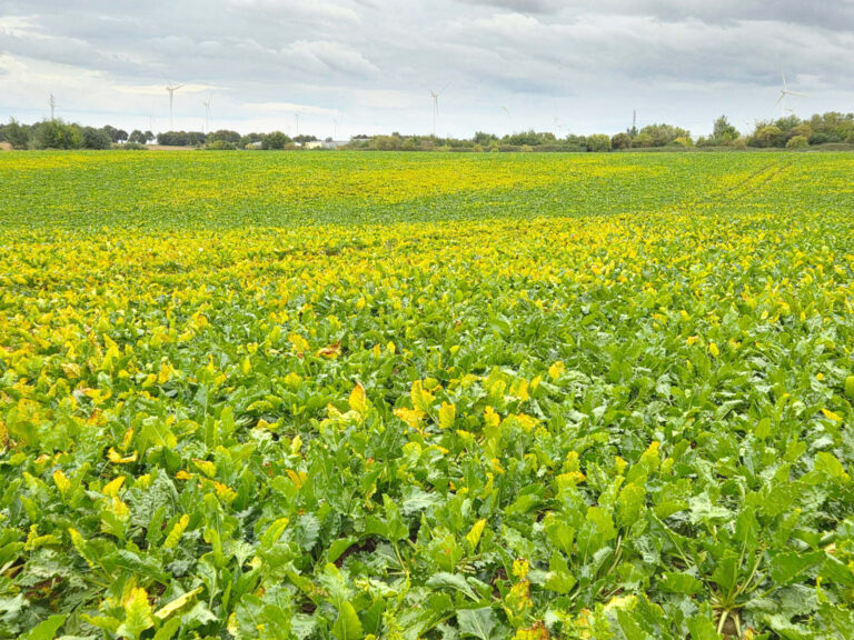 Des rendements qui font le grand écart