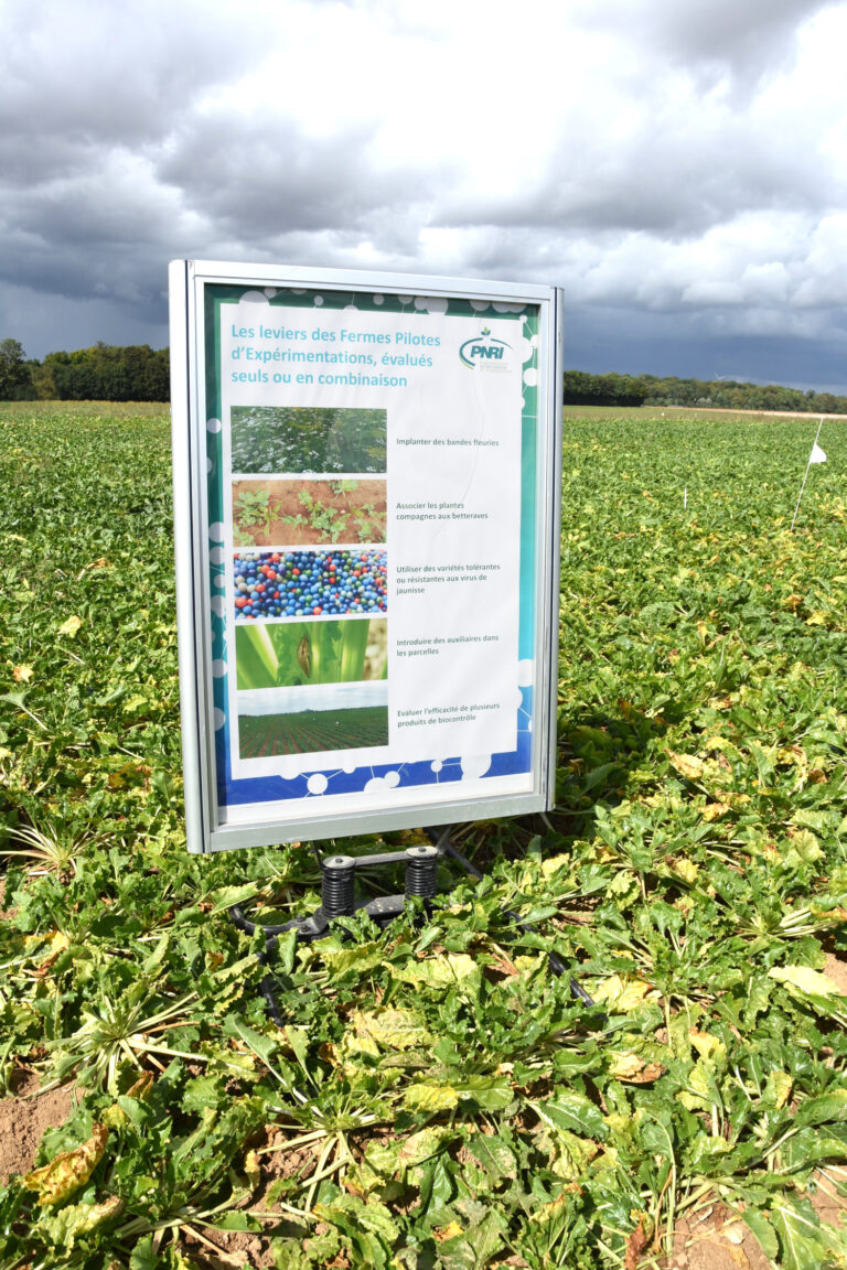 L’Inrae reconnaît l’urgence de disposer de solutions contre la jaunisse