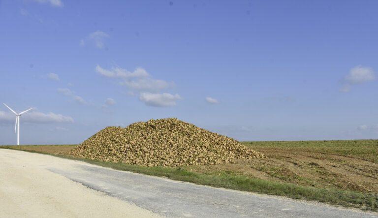 La moitié des arrachages ont été réalisés
