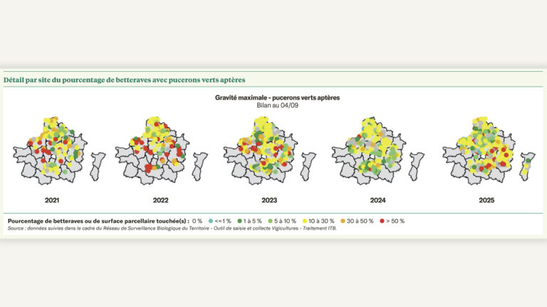 Printemps 2025 : prépondérance des pucerons, impact limité des autres ravageurs