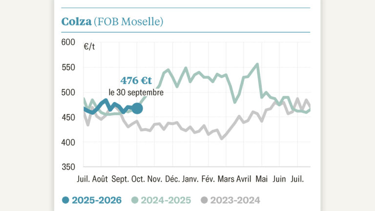 Le colza épargné par le cyclone qui frappe le soja