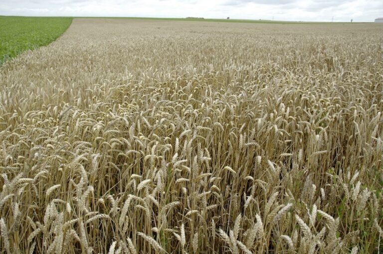 Plus de 3 000 Mt de céréales disponibles dans le monde