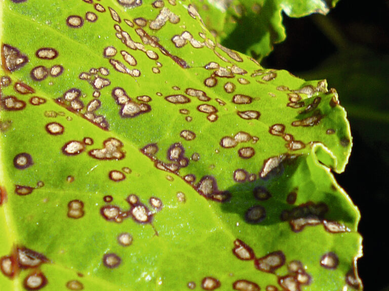 Les ravageurs ayant eu peu d’impact