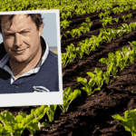 Le désherbage betterave en prélevée, une étape clé !