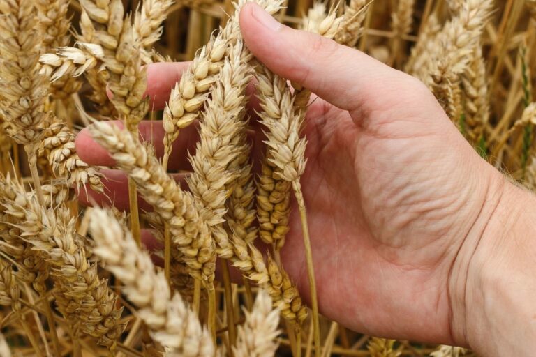BASF Agro mise sur la transformation pour soutenir sa croissance