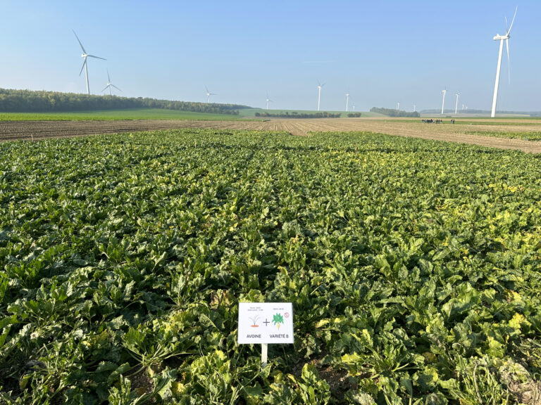 Jaunisse : des variétés de betteraves moins appétentes testées au champ