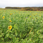 Couverts techniques, un investissement plus que rentable 1 Couverts techniques, un investissement plus que rentable