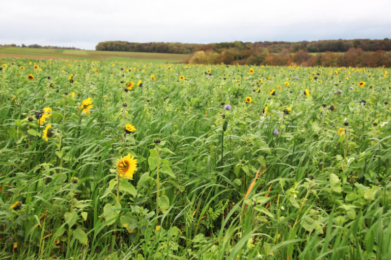 Couverts techniques, un investissement plus que rentable