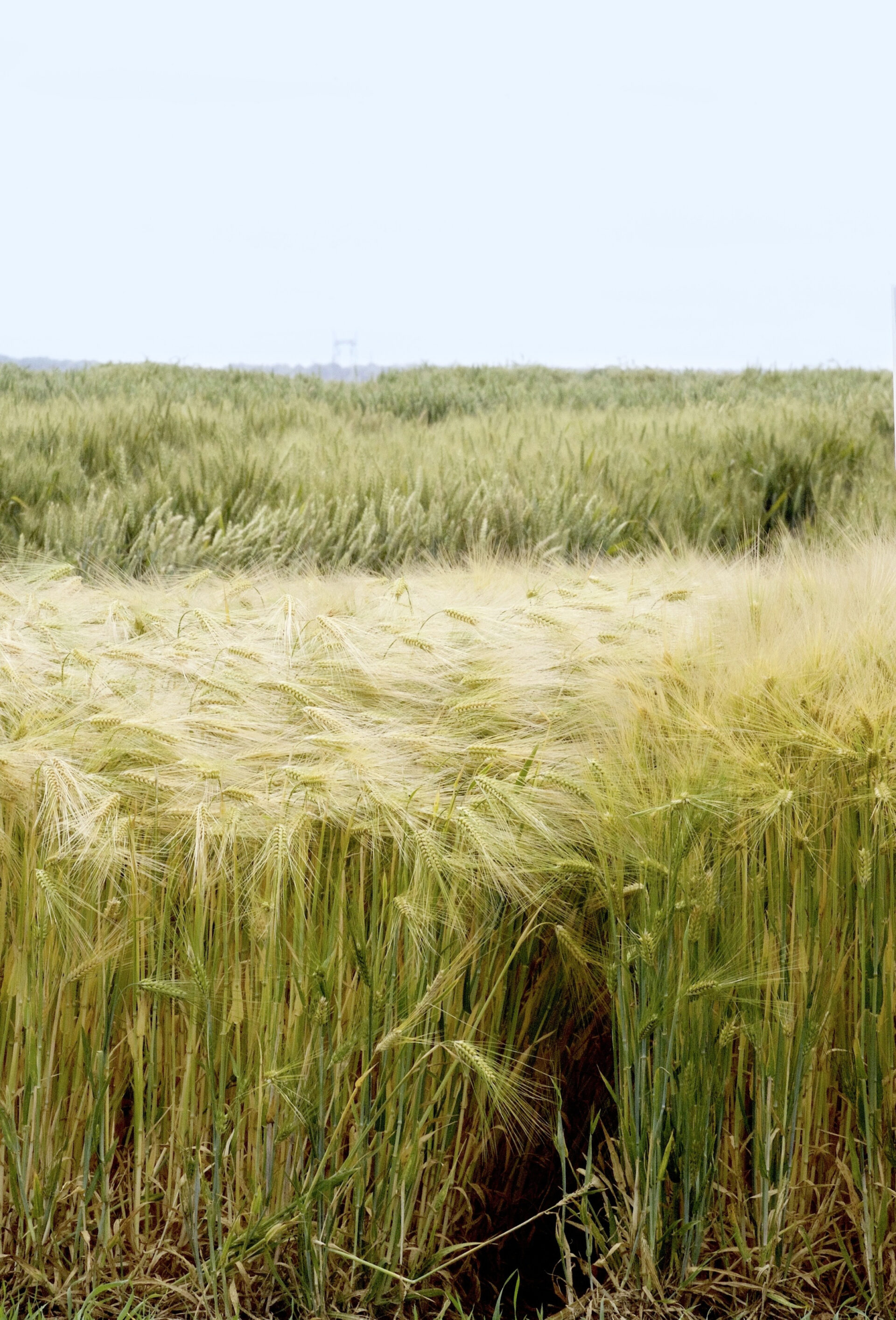 Orge : enseignements des essais 2025 en post-inscription - Le ...