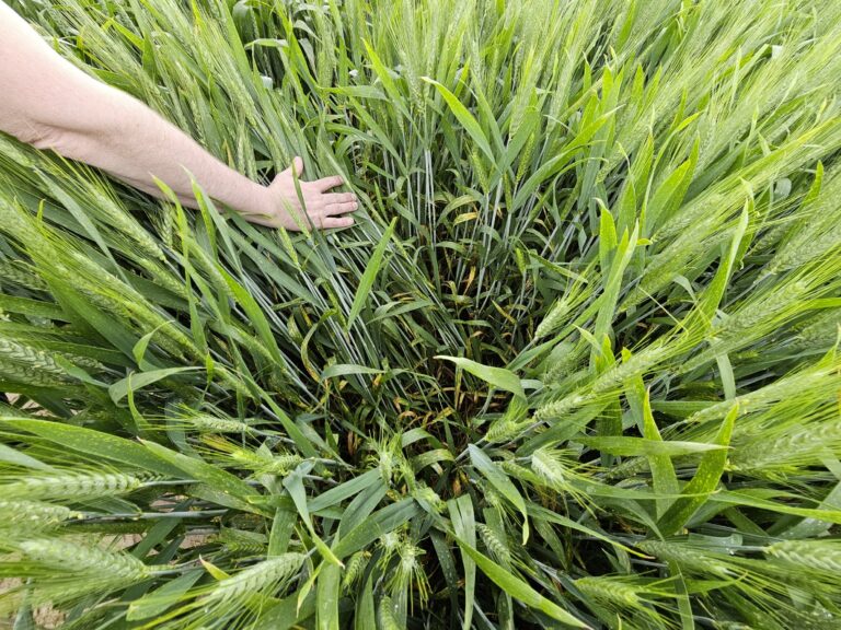 Septoriose : pause dans la résistance aux fongicides!