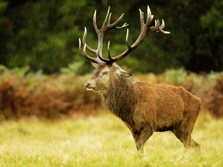 Trop de cerfs ?